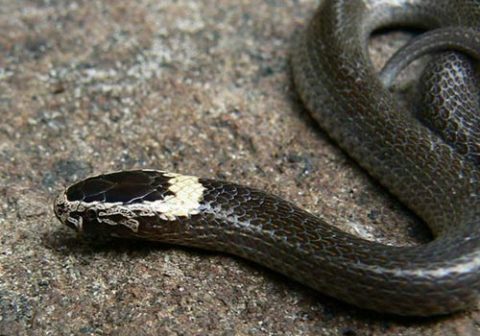 White-crowned snake