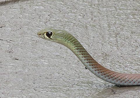 Yellow-face Whip snake